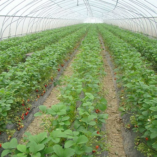 艷九天草莓苗生態化種植，采用高新技術落實育苗實踐！