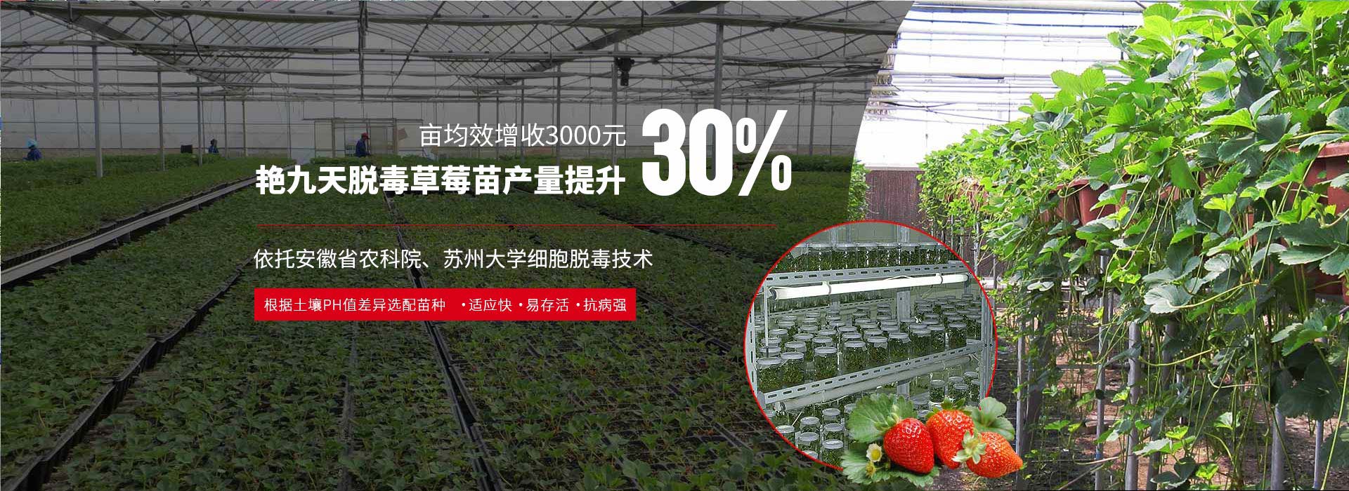艷九天脫毒草莓苗產量提升達30%